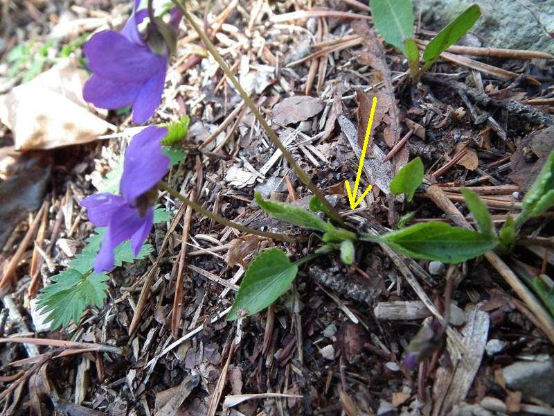 Viola sp. Nord Grecia - (elementi diacritici per determinare una Viola)